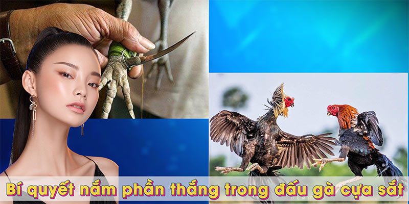 Bí quyết nắm phần thắng trong đấu gà cựa sắt