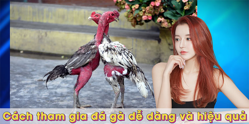 Cách tham gia đá gà dễ dàng và hiệu quả