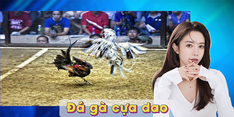 Đá gà cựa dao