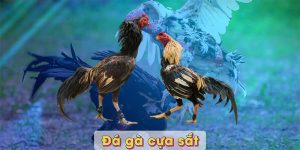 Đá gà cựa sắt