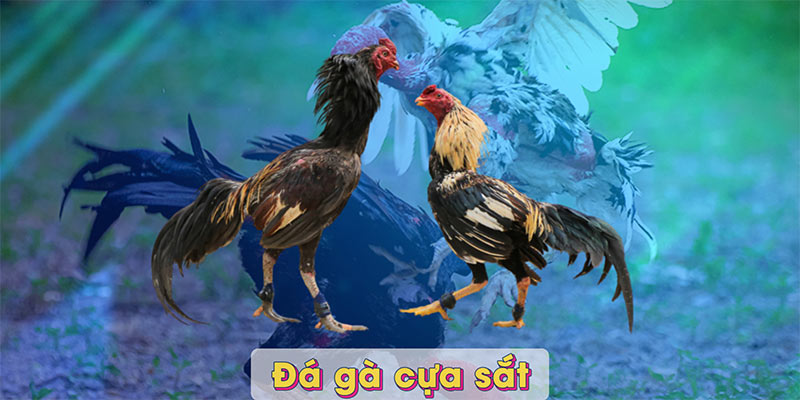 Đá gà cựa sắt