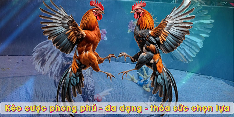 Kèo cược phong phú - đa dạng - thỏa sức chọn lựa