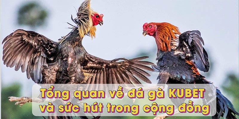 Tổng quan về đá gà KUBET và sức hút trong cộng đồng